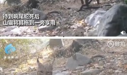 山猫爆料视频,幕后真相大起底